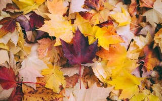 Картинка Осенние листья клена