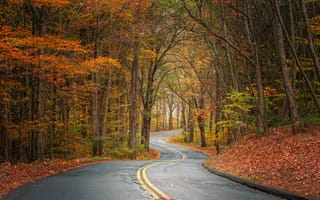 Картинка осень, дорога, пейзаж, деревья