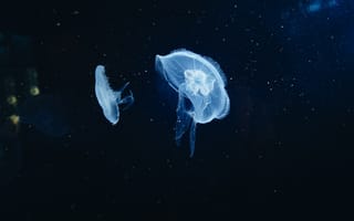 Картинка медуза, underwater world, tentacles, подводный мир, щупальца, jellyfish
