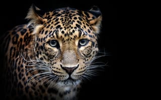 Картинка Шриланкийский леопард, портрет, леопард, хищник, животное