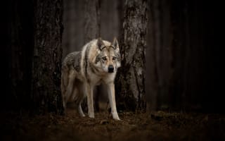 Картинка волк, хищник, взгляд, животное