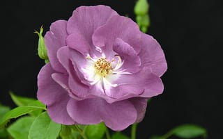 Картинка роза, пурпурные розы, цветок, цветы, розы, флора