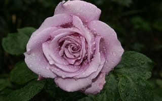 Картинка роза, цветок, розы, пурпурные розы, цветы, флора