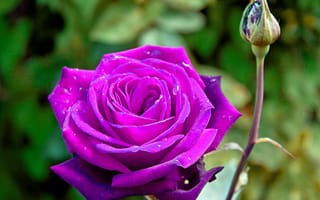 Картинка роза, флора, цветы, цветок, пурпурные розы, розы