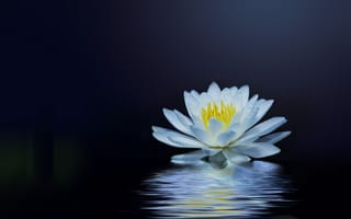 Картинка водяная лилия, флора, цветок, отражение, блики, водоём