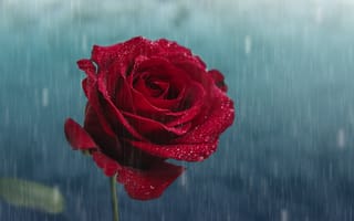 Картинка роза, флора, капли, цветок, дождик