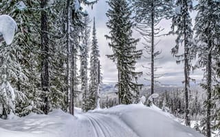 Картинка зима, панорама, деревья, пейзаж, лес, снег, сугробы, дорога