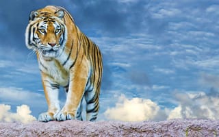 Картинка тигр, облака, животное, хищник, небо