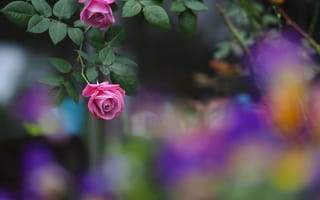 Картинка роза, розы, цветы, флора