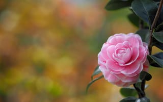 Картинка Camellia, цветы, Камелия, цветок, флора