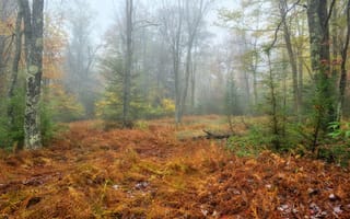 Картинка лес, пейзаж, деревья, туман, осень, природа