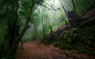 Картинка лес, скалы, деревья, туман, природа