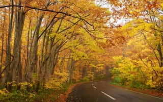 Картинка осень, пейзаж, деревья, туман, лес, дорога