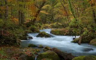 Картинка осень, река, лес, пейзаж, деревья, природа