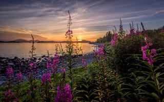 Картинка Аляска, Остров Баранова, цветы, пейзаж, море, закат, берег, остров Ситка