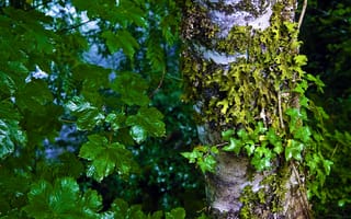 Картинка North Cascades National Park, природа, дерево, ствол, ветки, листья