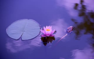 Картинка озеро, цветок, водоём, флора, водяная лилия