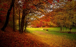 Обои осень, деревья, лес, пейзаж