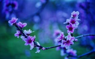 Картинка весна, персик, флора, цветение, цветы, ветка