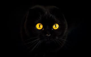 Обои чёрный кот, чёрный, горят, животное, чёрная кошка, глаза, морда, темнота
