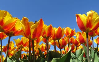 Картинка Желтые тюльпаны на фоне ясного неба