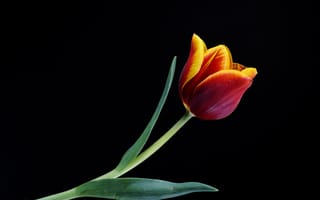 Картинка цветок, тюльпан, красный, черный