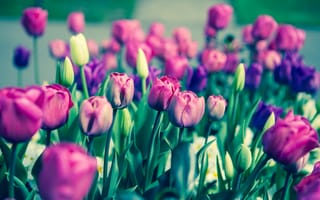 Картинка тюльпаны, цветы, бутоны, флора, стебли
