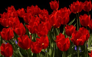 Картинка Ярко-красный тюльпаны