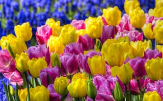 Картинка Разноцветные тюльпаны
