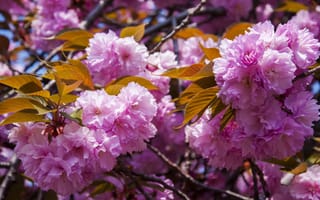 Обои sakura, весна, Cherry Blossoms, цветение, флора, ветка, цветущая ветка, цветы
