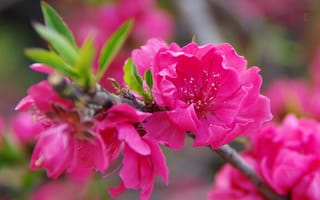 Картинка sakura, цветение, ветка, цветы, Cherry Blossoms, флора, цветущая ветка, весна