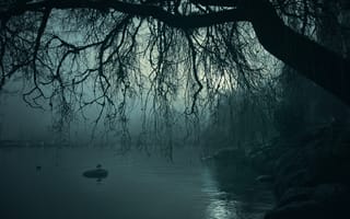 Картинка река, туман, дерево, пейзаж, ветки