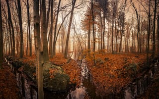Картинка осень, деревья, природа, пейзаж, водоём, лес, канал, туман, канава