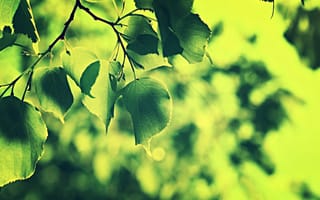 Картинка природа, листья, растения, ветка, зеленый
