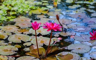 Картинка Water Lilies, красивые цветы, водяная красавица, водяная лилия, цветок, водяные лилии, цветы, флора, красивый цветок, водоём