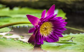Картинка Water Lilies, флора, водяные лилии, цветы, красивый цветок, водяная красавица, красивые цветы, водоём, цветок, водяная лилия