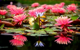 Картинка Water Lilies, флора, водяная красавица, цветы, красивые цветы, водяная лилия, водоём, водяные лилии, цветок, красивый цветок