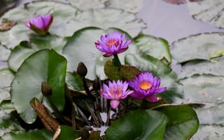 Картинка Water Lilies, водоём, флора, водяная лилия, водяная красавица, цветы, водяные лилии, красивые цветы, цветок, красивый цветок