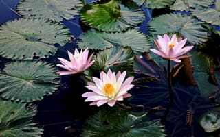 Картинка Water Lilies, красивые цветы, цветы, водяные лилии, флора, водяная красавица, красивый цветок, водяная лилия, водоём, цветок