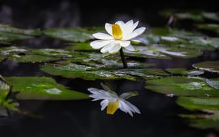 Картинка Water Lilies, водоём, красивый цветок, цветок, водяная лилия, красивые цветы, флора, водяные лилии, водяная красавица, цветы