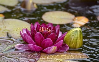 Картинка Water Lilies, красивый цветок, водоём, цветок, водяная красавица, водяные лилии, красивые цветы, цветы, водяная лилия, флора