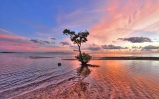 Картинка залив, дерево, закат солнца, Квинсленд, мангровое дерево, Веллингтон, Австралия, рябь, море, небо, мелководье, волна