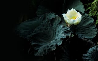 Картинка Lotus, лотос, водяная красавица, водоём, цветы, лотосы, красивый цветок, красивые цветы, цветок, флора