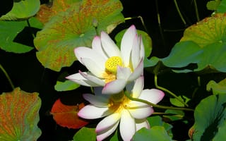 Картинка Lotus, водоём, красивый цветок, водяная красавица, красивые цветы, лотос, флора, лотосы, цветок, цветы