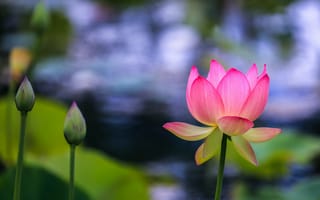 Картинка Lotus, флора, водяная красавица, цветы, водоём, лотос, цветок, красивые цветы, лотосы, красивый цветок