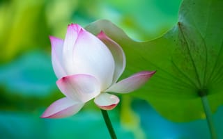 Картинка Lotus, водяная красавица, красивый цветок, флора, красивые цветы, лотосы, водоём, цветы, цветок, лотос