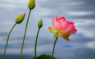 Картинка Lotus, красивый цветок, водоём, красивые цветы, лотос, флора, цветок, водяная красавица, лотосы, цветы