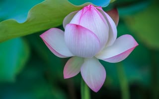 Картинка Lotus, красивые цветы, красивый цветок, флора, лотосы, цветы, водоём, лотос, водяная красавица, цветок