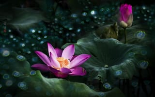 Картинка Lotus, цветок, лотосы, водоём, цветы, красивые цветы, красивый цветок, флора, лотос, водяная красавица