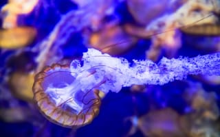 Обои море, подводный мир, природа, морское дно, медузы, медуза